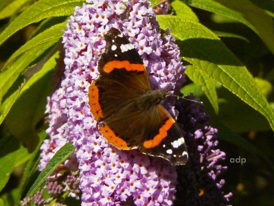 Red Admiral (Vanessa atalanta) Alan Prowse